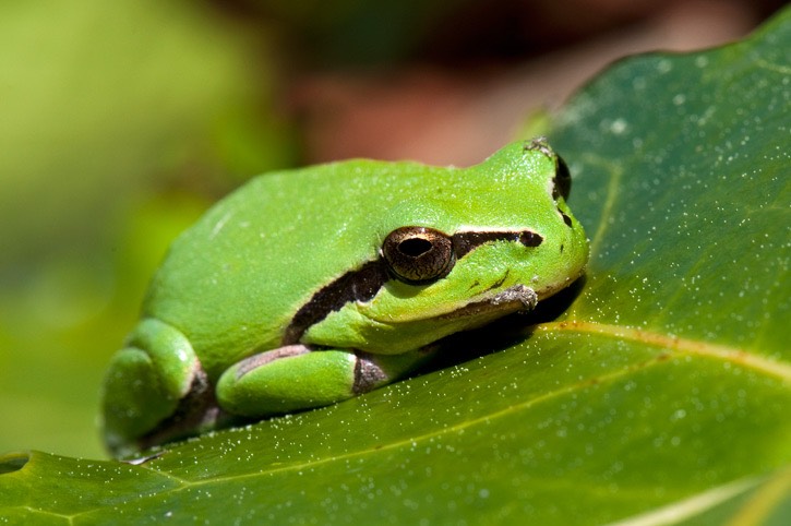 Froggie-large-MAR 4284