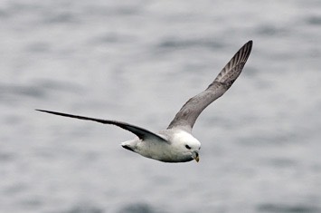 Fulmar---MM7 2323