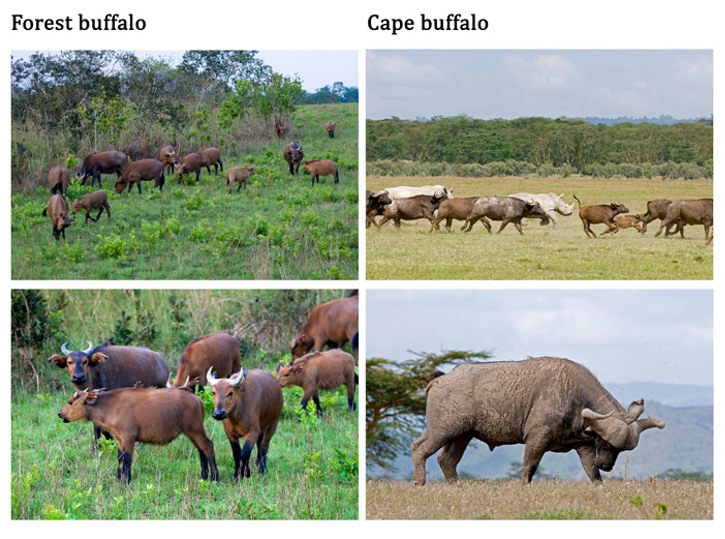 GAB 165---Buffaloes