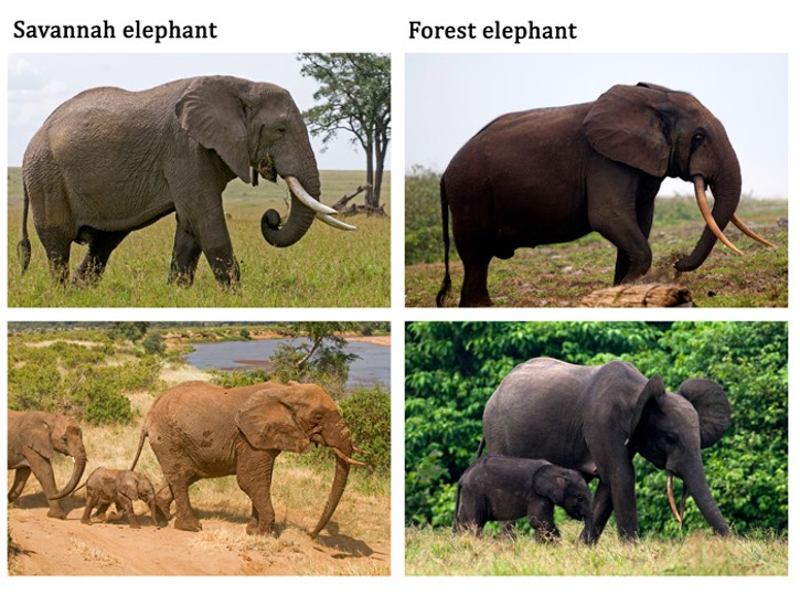 GAB 166 Elephant-species