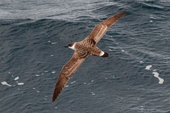 Great-shearwater---MEB 7466
