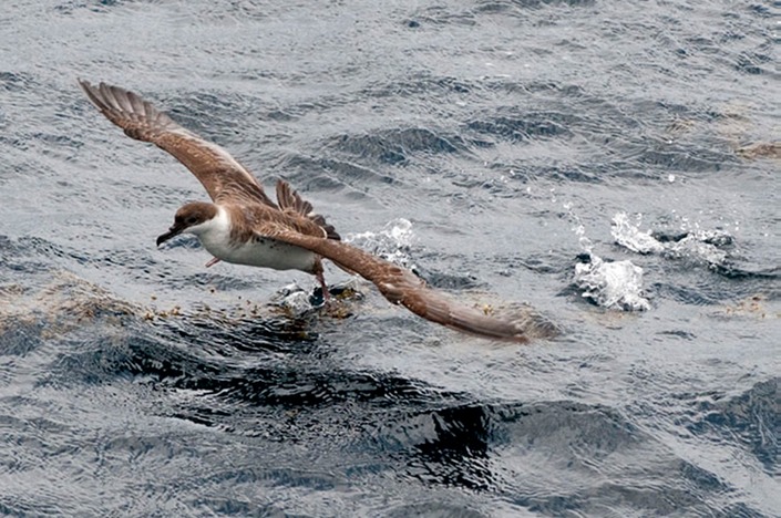 Great-shearwater-taking-off----MEB 7502