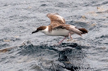 Great-shearwater-taking-off----MEB 7502