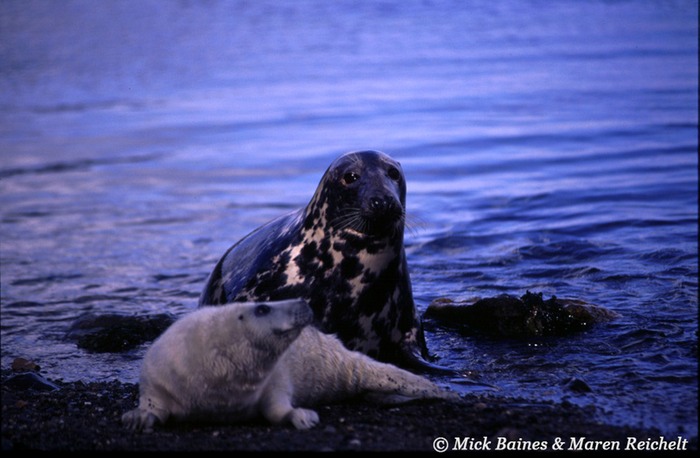 Grey-seal-mother-&-pup-copy