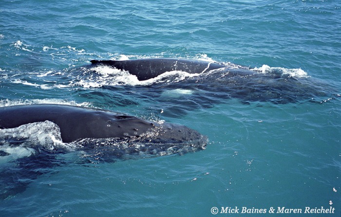 Humpbacks-copy