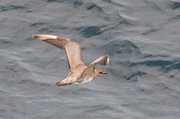 Long-tailed-skua---MEB 3415