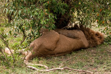 Image result for masai meeting a lion