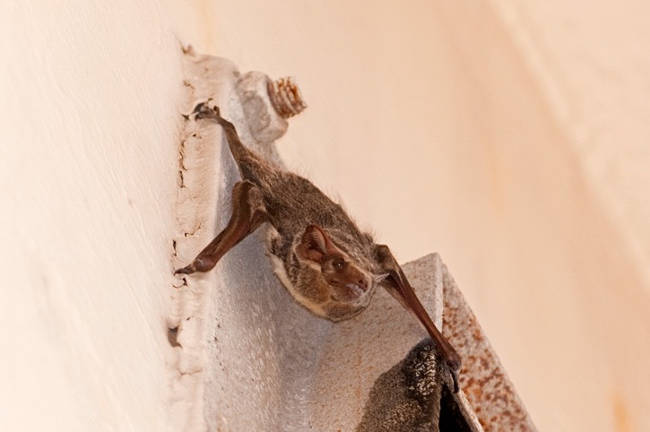 Mauritian-tomb-bat---MEB 3068