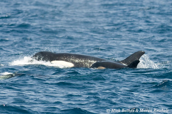 MEB 3868-cropped-copy