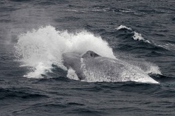 Porcupine Seabight, off Southwest Ireland