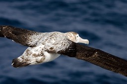 Falkland Islands (Islas Malvinas)