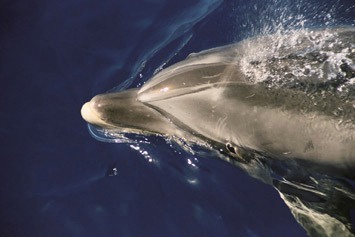 Ocean-Life-Bottlenose-dolphin