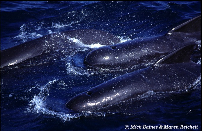 Pilot-whales-copy
