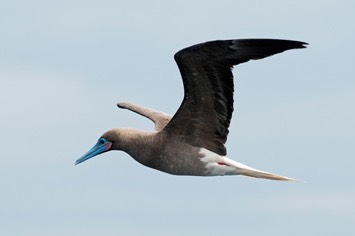 Red-footed-booby---MEB 8916