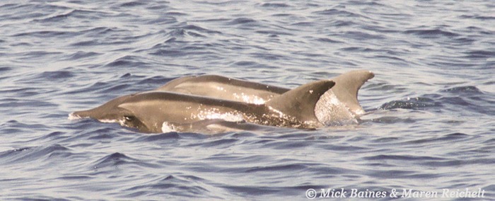 Rough-toothed-1-copy