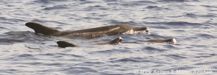 Rough-toothed-2-copy