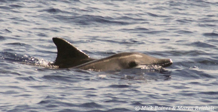 Rough-toothed-3-copy