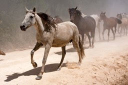 Saca de las Yeguas 2006 & 2007 - Round up of the Wild Horses