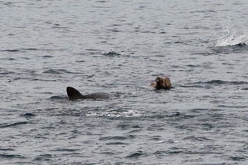 Shark-attack-3---Approaching-each-other---MEB 5069