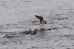 Jaws or The Booby and the Beast - Gabon 2011