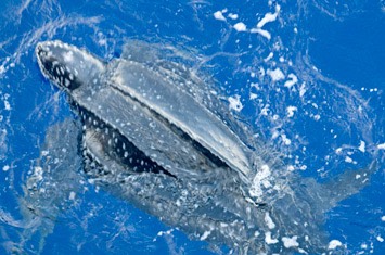 Sighting-4---Leatherback-turtle---MEB 2482