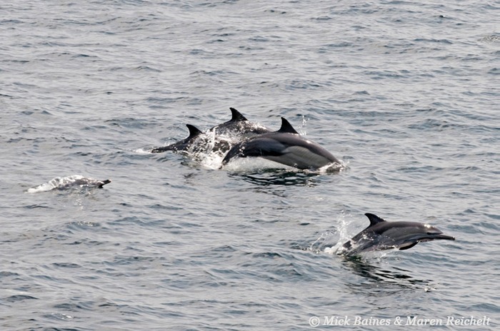 Sighting-68---MAR 3817-copy