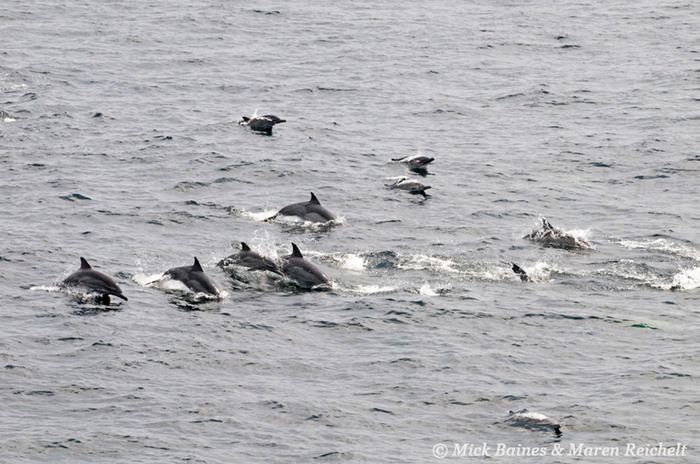 Sighting-68---MAR 3822-copy