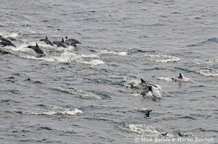 Sighting-68---MAR 3833-copy