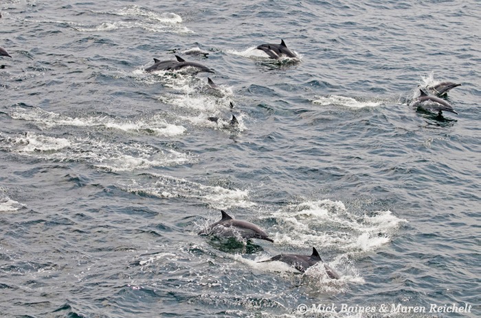 Sighting-68---MAR 3844-copy