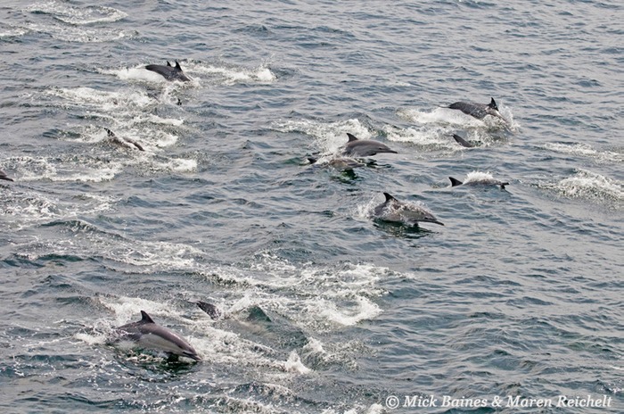 Sighting-68---MAR 3845-copy