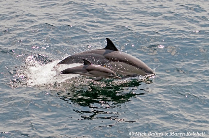 Sighting-68---MAR 3848-copy