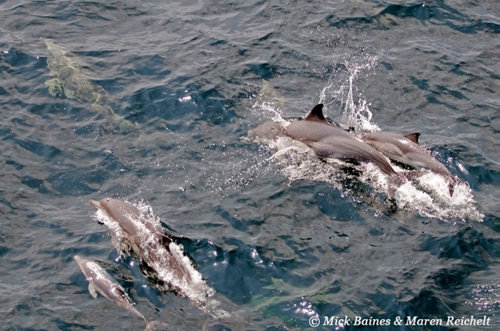 Sighting-68---MAR 3850-copy