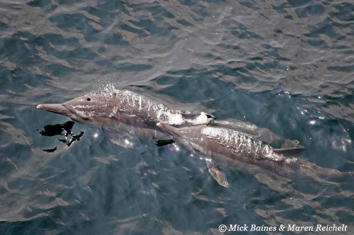 Sighting-68---MAR 3873-copy