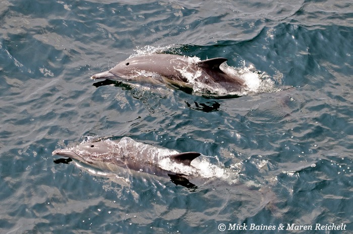 Sighting-68---MAR 3901-copy