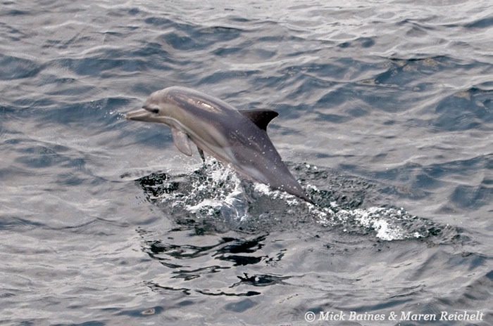 Sighting-68---MAR 3909-copy