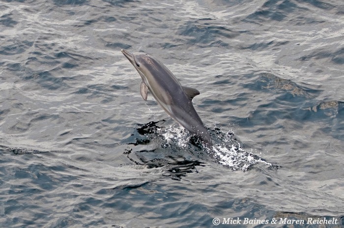 Sighting-68---MAR 3912-copy