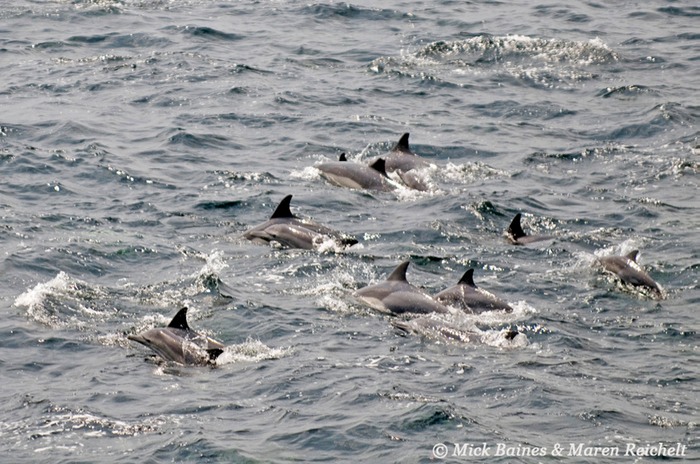 Sighting-68---MAR 3927-copy