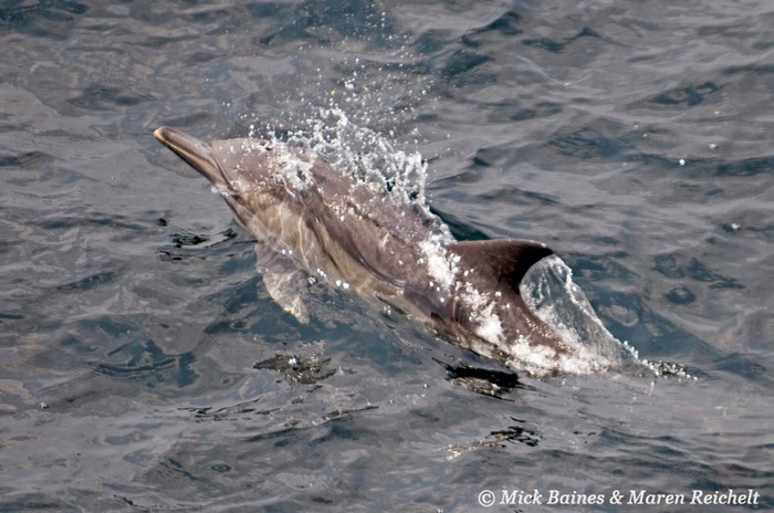 Sighting-68---MAR 3932-copy