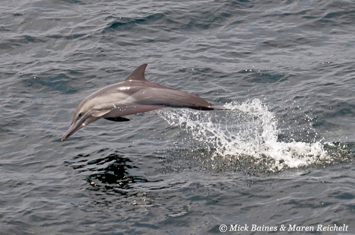 Sighting-68---MAR 3947-copy