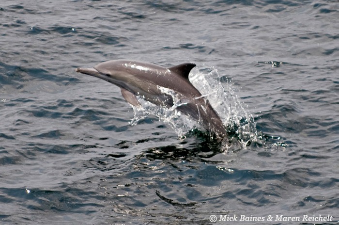 Sighting-68---MAR 3951-copy