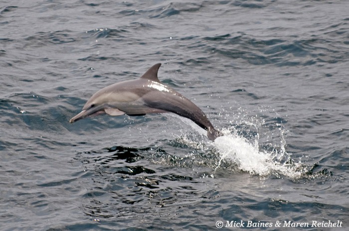 Sighting-68---MAR 3952-copy