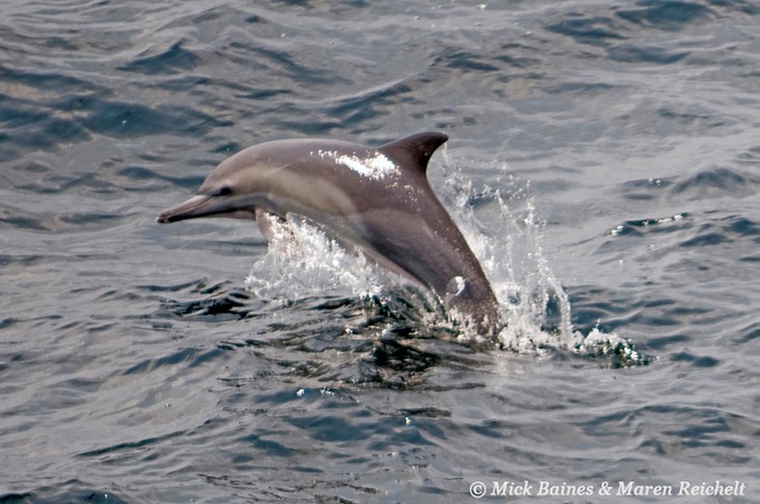 Sighting-68---MAR 3955-copy