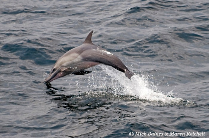 Sighting-68---MAR 3956-copy