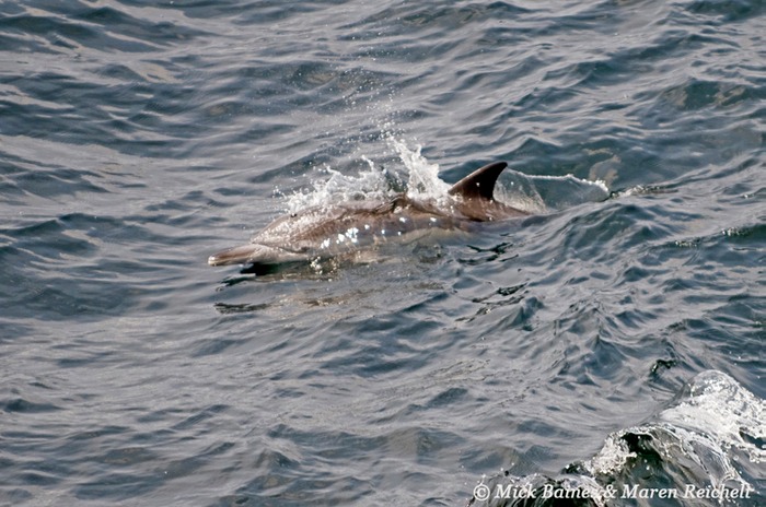 Sighting-68---MAR 3969-copy