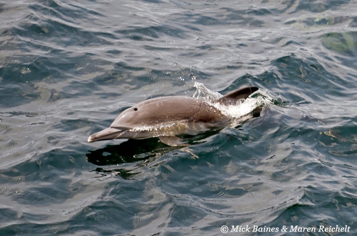 Sighting-68---MAR 3979-copy