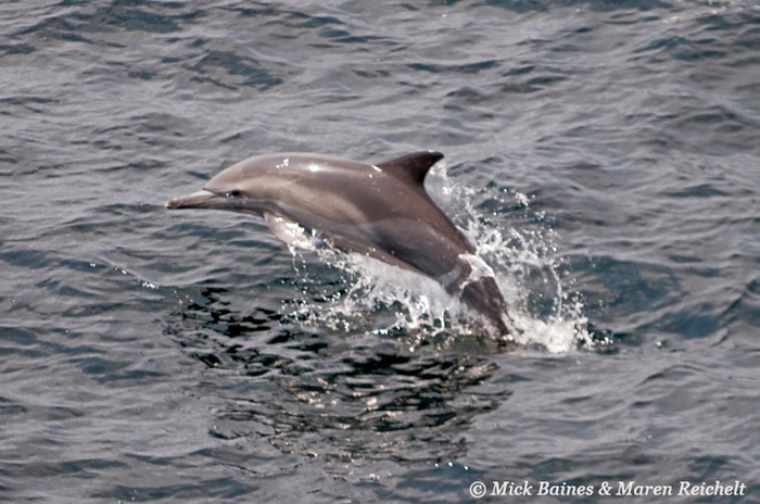 Sighting-68--MAR 3948-copy