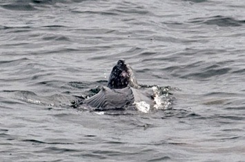 Sighting-8---Leatherback-turtle---MEB 2578