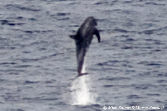 Sighting 39 - pygmy killer copy MEB 1035