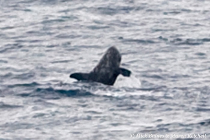 Sighting 39 - pygmy killer copy MEB 1031