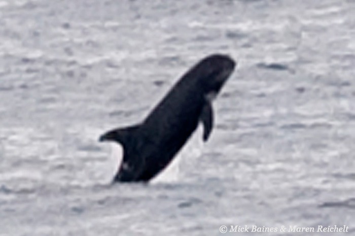 Sighting 39 - pygmy killer copy MEB 1024